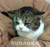 萌宠 猫星人 可以给点钱钱吗 好奇 呆萌 可爱