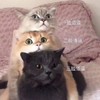 萌宠 猫星人 一脸懵逼 无语 呆萌 可爱