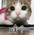 猫 喵星人 啥 懵圈 蒙圈