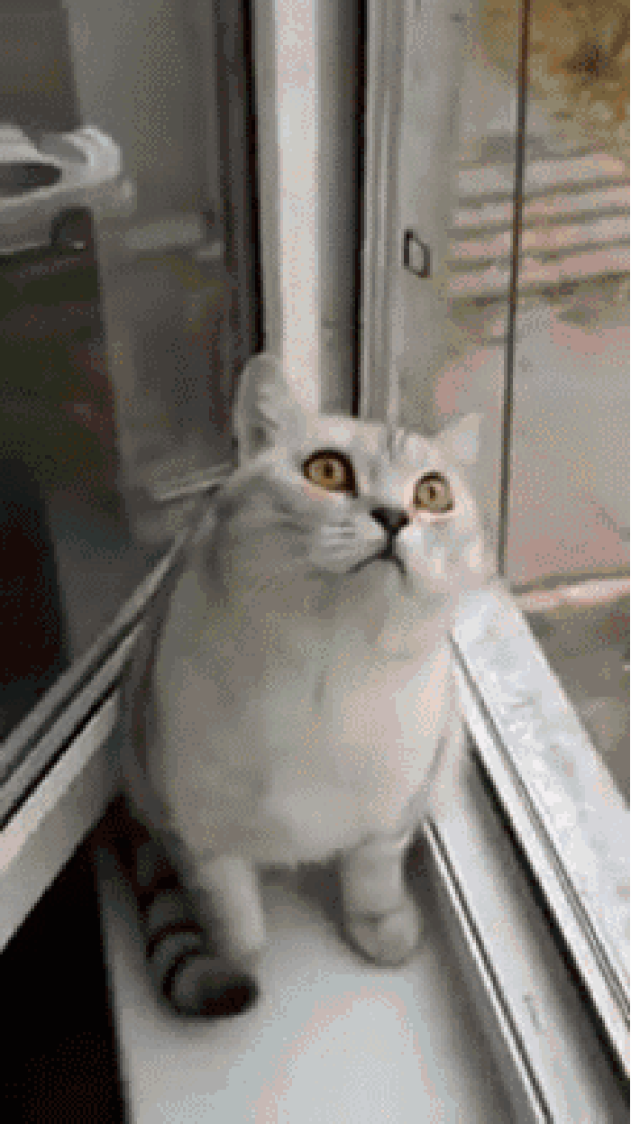 小猫 手指 搞笑 高冷