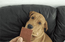 狗狗 巧克力 不吃 嚎叫