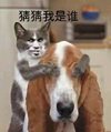 萌宠 猫星人 猜猜我是谁 蒙着眼睛 呆萌 可爱