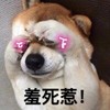 萌宠 猫星人 羞死人 害羞 呆萌 可爱
