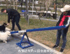宠物公园 基础设施 动物 宠物 人性化