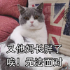 萌宠 猫星人 又长胖了 无法面对 搞怪 逗