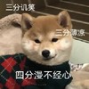 萌宠 猫星人 三分讥笑 四分漫不经心 呆萌 可爱