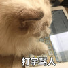 萌宠 猫星人 打字骂人 生气 呆萌 可爱