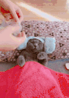 猫咪 保养 美容 搞笑