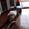 外星人   东东  他妈的 猫