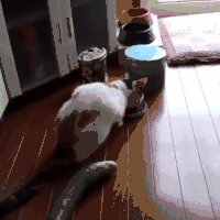 外星人   东东  他妈的 猫
