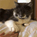 可爱 配合 猫咪 不开心