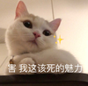 萌宠 猫星人 害 我这该死的魅力 呆萌 可爱