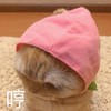 萌宠 喵星人 哼 不想理你了 呆萌 可爱