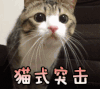 猫 喵星人 猫式突击 卖萌