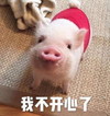 萌宠 小猪 我不开心了 难受 搞怪 呆萌