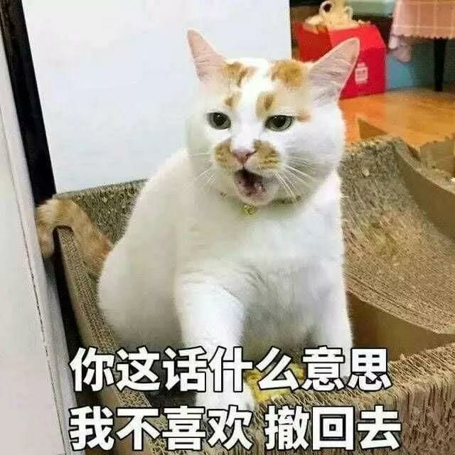 猫喵星人铲屎官猫咪gif动图_动态图_表情包下载_soogif