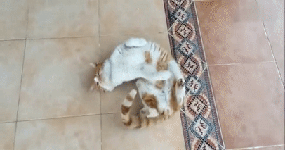 猫咪 伸懒腰 瓷砖 躺着