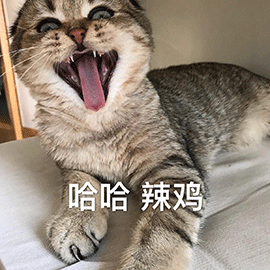 萌宠 猫咪 猫 喵星人 哈哈 辣鸡 垃圾 斗图