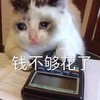 萌宠 猫星人 钱不够花了 难受 搞怪 呆萌