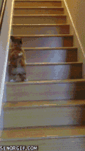狗狗 萌萌哒 可爱 爬楼梯