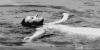 游泳 恐怖 水下真可怕 惊讶