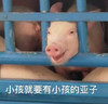 萌宠 小猪 小孩就要有小孩的样子 看着你 沙雕 逗