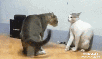 猫咪 癫痫对决 搞笑 打斗