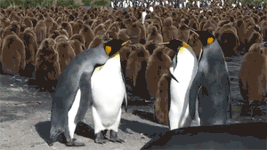 企鹅 penguin 打斗 挑衅