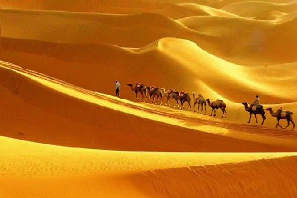 沙漠 甘肃 美景 骆驼