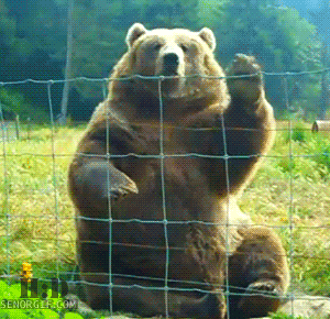 熊 bear 打招呼 拼接