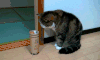 动物 小猫 呆萌 可爱 搞笑