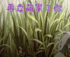 再卖萌宰了你 卖萌