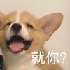 萌宠 汪星人 就你 嫌弃 呆萌 可爱