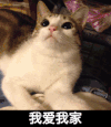 猫咪 可爱 萌萌哒 我爱我家