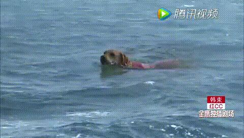 小七 狗狗 勇敢 游泳