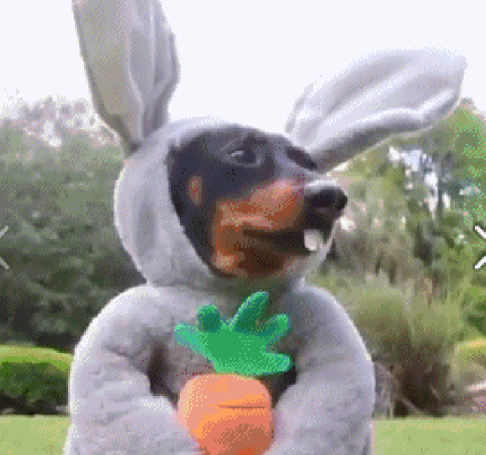 兔子 小偷 衣服 胡萝卜