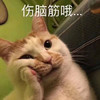 萌宠 猫星人 伤脑筋哦 无奈 搞怪 呆萌