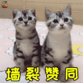 萌宠 猫咪 猫 赞 强烈 赞同 soogif soogif出品