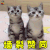萌宠 猫咪 猫 赞 强烈 赞同 soogif soogif出品