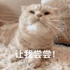 萌宠 喵星人 让我尝尝 想吃 呆萌 可爱