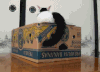 猫咪 尾巴 摇摆 爪子