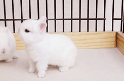 兔子 白兔