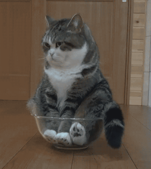 猫咪 玻璃碗 呆坐 胖嘟嘟