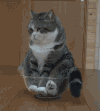 猫咪 玻璃碗 呆坐 胖嘟嘟