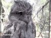 猫头鹰 点头 瞪眼 凶悍 傲娇 不开心owl