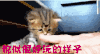 萌宠 萌宠爱搞笑