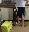 猫咪 粘人 搞笑 扒裤子