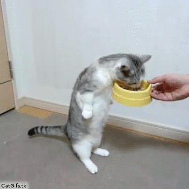 小猫 站着 吃东西