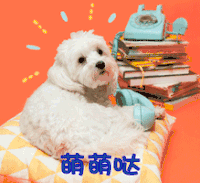 卖萌 萌 萌萌哒