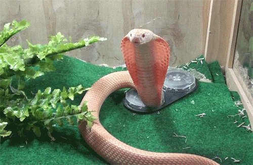 蛇 snake animal 攻击 声音